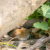 Lauderdale-by-the-Sea Vole Control by Florida's Best Lawn & Pest, LLC